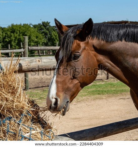 Bay gelding horse feeding at a hay net Royalty-Free Stock Photo #2284404309