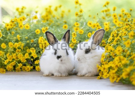 Lovely bunny easter fluffy baby rabbit with colorful easter eggs on green garden with daisy flowers nature background on sunny warmimg summer day. Symbol of easter day festival. summer season.
