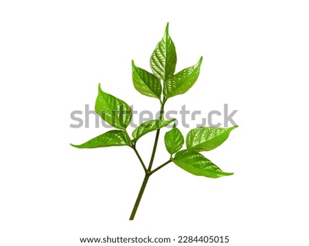 Picture of tree leaves.A beautiful tree branch.
