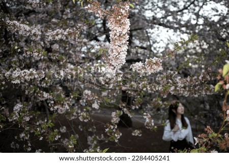 People enjoying spring cherry blossom in Central Park,New York city.