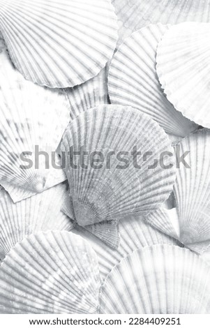 Many seashells as background, top view. Black and white effect Royalty-Free Stock Photo #2284409251