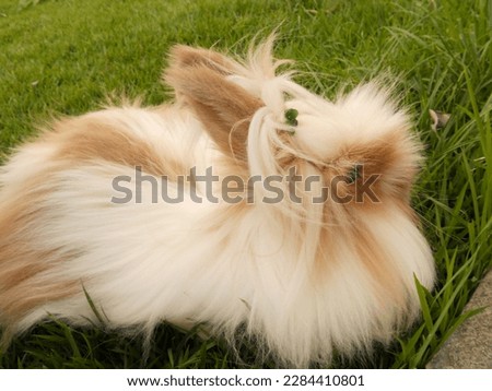 Domestic white Lionhead mini rabbit with a fluffy coat on green grass
