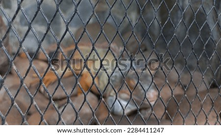 Patterned wire interior as a fence in the outdoor garden