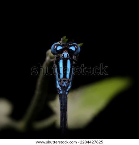 stunning beauty of a blue damselfly captured in intricate detail through macro photography. This enchanting stream bluet makes for an ideal subject, exhibiting vivid colors and intricate patterns.
