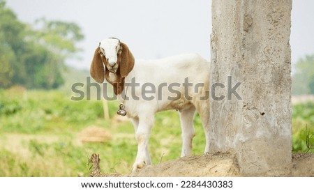 Bangladeshi advanced goat breed. The goat is looking sweet. Close-up photo of a quality baby goat.