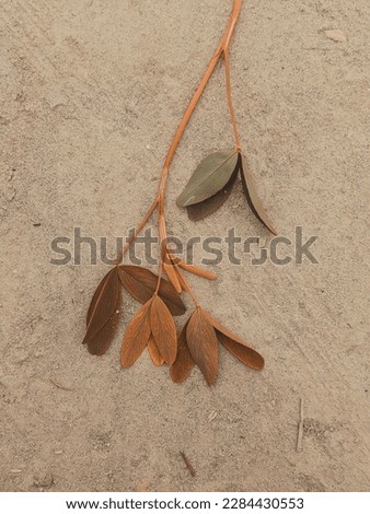 This Leaf Is Barsiim. This Picture Clicked By Me. I am Waqas Ali. I am From Jhang Pakistan. I am Simple Photographer. You Can Follow Me If You Like These Type Of Picture.