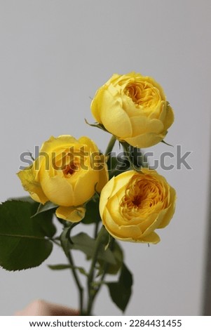 yellow orange color roses flower background close up images