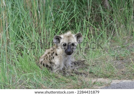Young Hyena in Kruger National Park