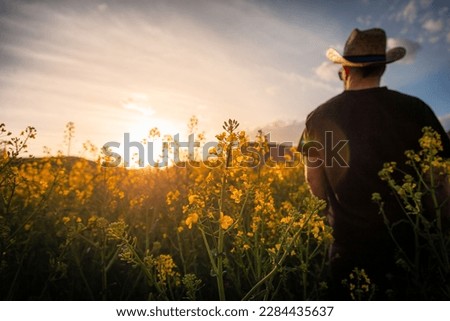 Young man watching sunset on a rapeseed blooming yellow flowers field 