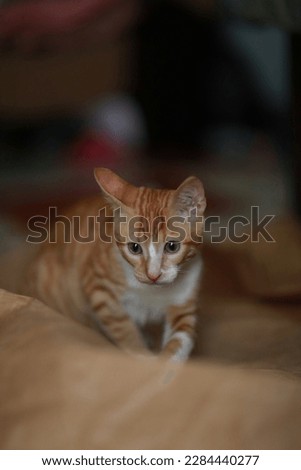 Pet, cat, kitten, portrait, background
