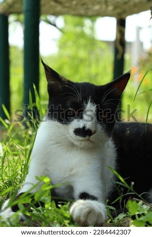 beautiful black and white kitten is sitting on the ground on the green grass in a very cute way and looking at it. Behind the cat is a scene of white grass. Baby Cat playing or running in the grass. 