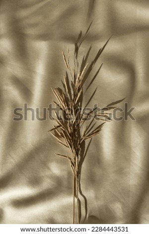 Dried grass stem, soft sunlight shadows on crumpled glossy gold silk cloth. Aesthetic flat lay, top view minimal bohemian background