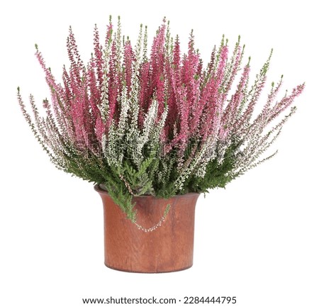 Potted white and pink heather, isolated background Royalty-Free Stock Photo #2284444795