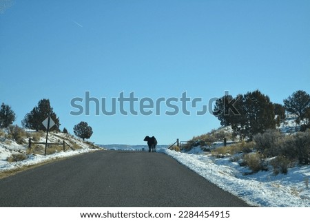 a black young cow on the road in the Grand Staircase Escalante National Monument, a calf runs across the street on a cold day in December, United States of America Royalty-Free Stock Photo #2284454915