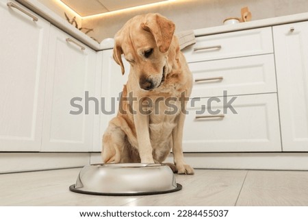 Cute Labrador Retriever waiting near feeding bowl on floor indoors, low angle view Royalty-Free Stock Photo #2284455037