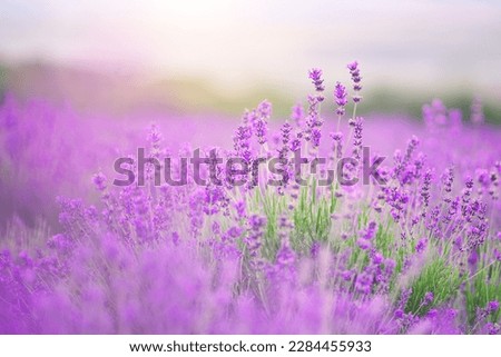 Lavender flowers closeup. Composition of nature. Royalty-Free Stock Photo #2284455933