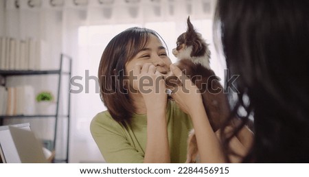 Portrait of attractive Asian female holding playing with adorable cute pet chihuahua dog in living room at home, pet owner bonding caressing pet with love , showing warm feelings and care Royalty-Free Stock Photo #2284456915