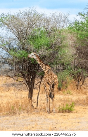Giraffe in savanna in Tarangire national park in Tanzania. Wild nature of Tanzania, East Africa Royalty-Free Stock Photo #2284465275