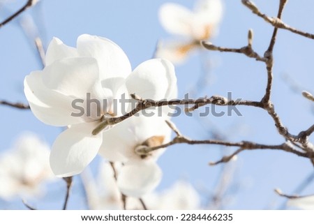 White magnolia flowers in full bloom on a tree branch. warm spring sunshine - Yulan magnolia, Magnolia denudata