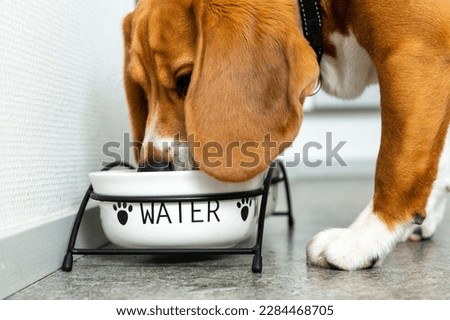 Beagle is drinking water. Dog hydration  Royalty-Free Stock Photo #2284468705