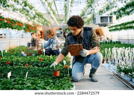 African American man using touchpad and examining growth of potted plants while working in a greenhouse. Royalty-Free Stock Photo #2284472579