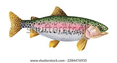 Rainbow trout. Hand-drawn watercolor illustration with detailed drawing ideal for posters, printing on fisherman souvenirs, menus