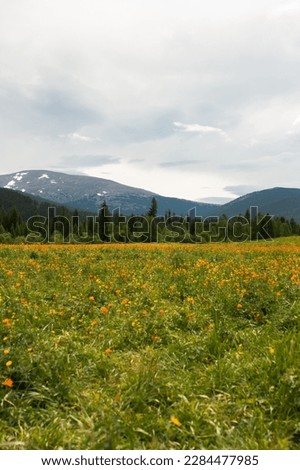 Floral meadow with orange flowers and mount background, beautiful summer scenery, Russian wild nature photo, Altay landscape, blossom clearing full of Globeflowers and no people, Summer green field