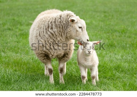 Close up of a ewe, or female sheep tending to her young lamb in Springtime, facing camera. Concept: a mother's love.  Clean, green background. Yorkshire Dales, UK.  Copy space, horizontal. Royalty-Free Stock Photo #2284478773