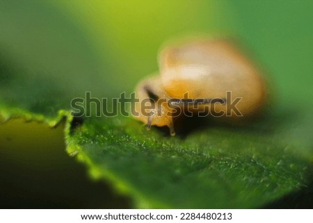 
a type of yellowish brown bush snail, this snail damages leaves, during the day hiding in the shade and at night actively looking for food