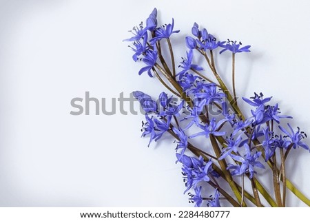 Flower design - floral border made of Scilla bifolia two-leaf squill or alpine squill isolated on white background with space for text. Spring decoration.