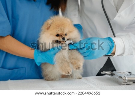 Two doctors are examining him. Veterinary medicine concept. Pomeranian in a veterinary clinic. 
