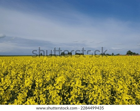 Rapeseed fields, rapeseed flower, summer, Latvia 