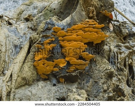 Yellow mushroom growing on a tree 