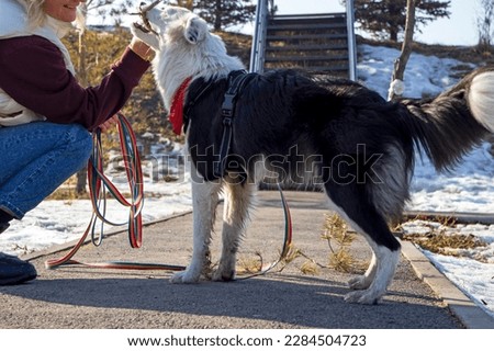 A young woman with her cute border collie dog, she has a white head and blue eyes, walks around the city in the park in spring. lovely pet
