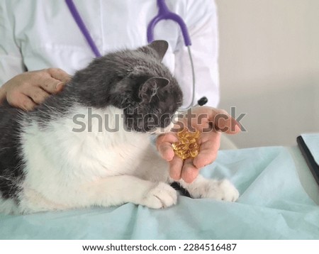 Veterinarian holds oil tablets with cat. Veterinary pharmacy medicines for animals vitamin and tablets