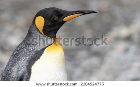 Lateral close-up of the head of a king penguin against a blurred background