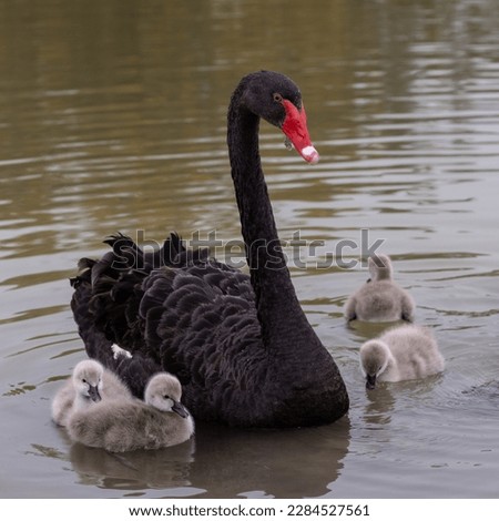 Photo of a black swan with cygnets