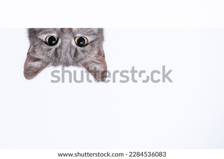 silver tabby cat peeks out from behind a white wall on light background Royalty-Free Stock Photo #2284536083