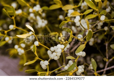 mistletoe branch with green leaves and white ripe berries