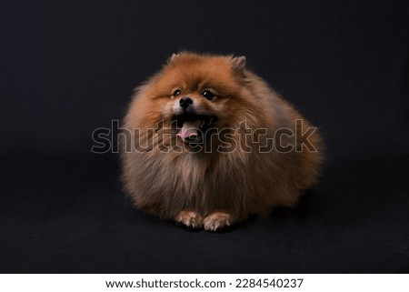 red dog Pomeranian breed spitz sits on a black background with his tongue hanging out