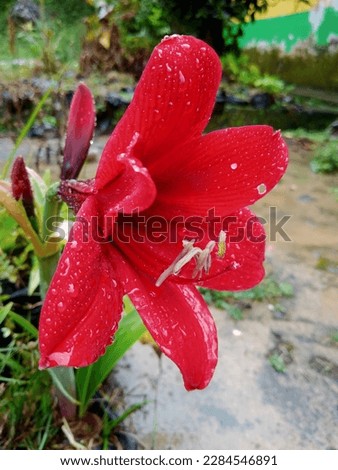 Amaryllis Flower, The Beauty with a rosy red color. It looks even more dazzling after being exposed to rain.