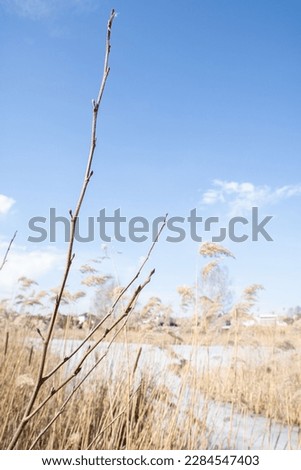 photo branch in the background of the lake, the background is blurred