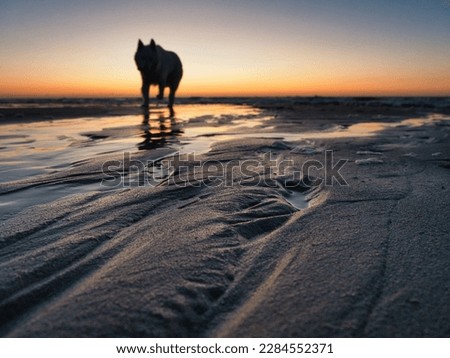 Close-up of the sand shore of the North Sea while in the background after sunset the horizon is on fire and a dog runs towards the viewer