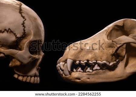 Human and wolf skull on black background