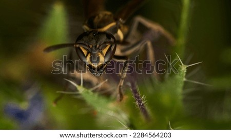 A wasp perched on a flower and green leaves