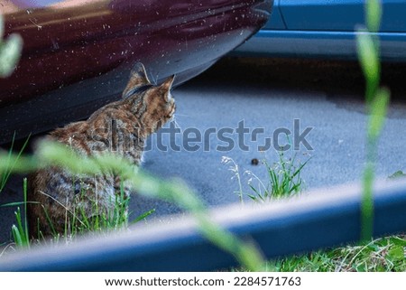 A homeless cat sits by the car.