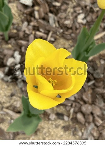 The yellow tulip flower means 'single love, vain love'.