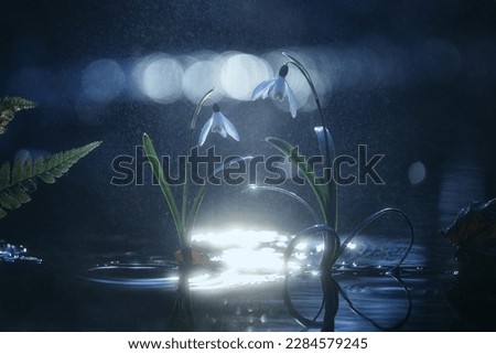 Magic scene, fantasy, love story, two magical fairy tale snowdrop flowers, couple in love, in clear transparent mirror water, relationship concept, gift, share love, romantic fairy tale Royalty-Free Stock Photo #2284579245