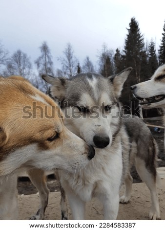 husky sled dogs in their enclosure