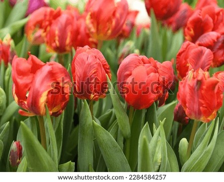 Gentle and fantastic Double Rococo Parrot Tulips, large double flowers in spring Royalty-Free Stock Photo #2284584257